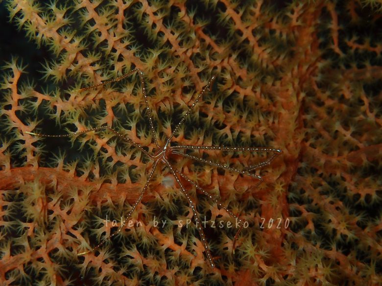 ホシゾラワラエビ