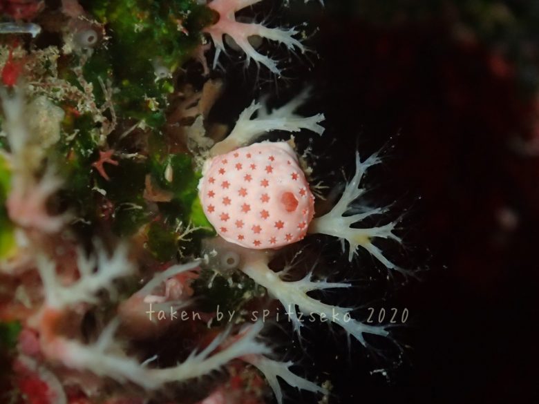 イチゴミルクボヤ