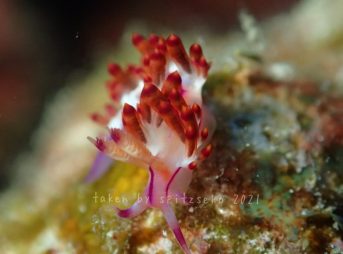 コリュフェリナ・ルブロリネアータ