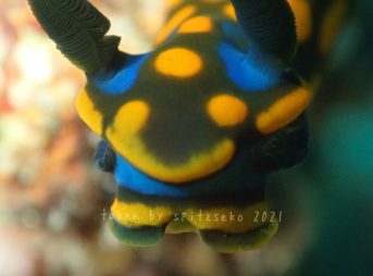 サガミリュウグウウミウシ