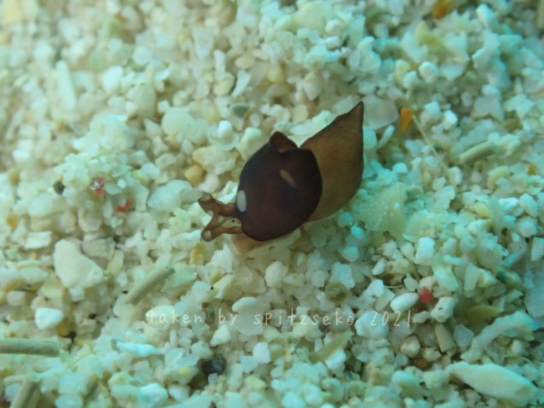 チャイロアワツブガイ