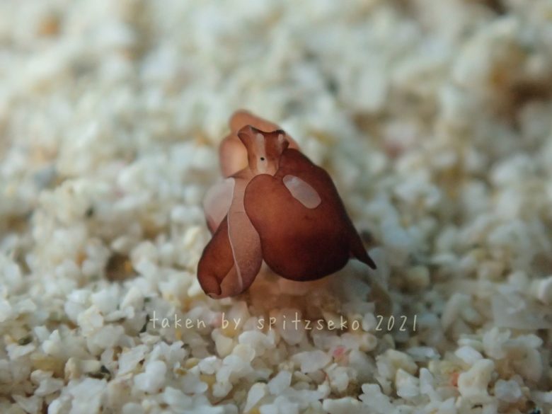 チャイロアワツブガイ