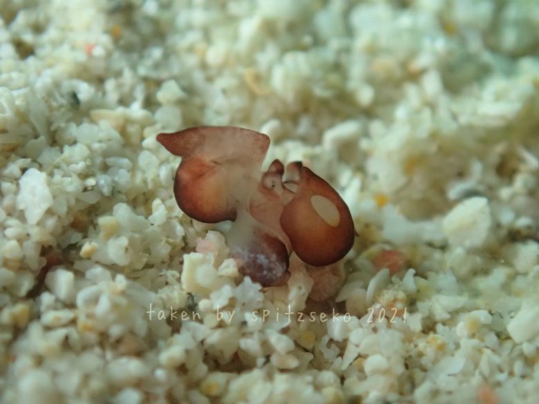 チャイロアワツブガイ