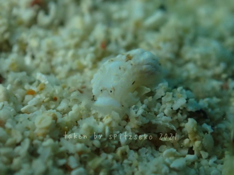 カスミミノウミウシ属の一種