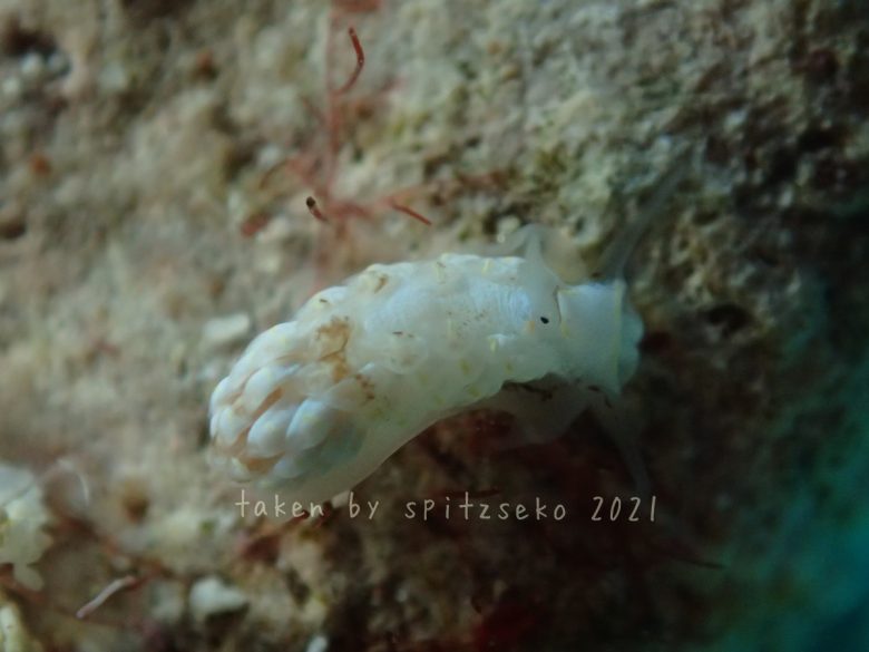 カスミミノウミウシ属の一種