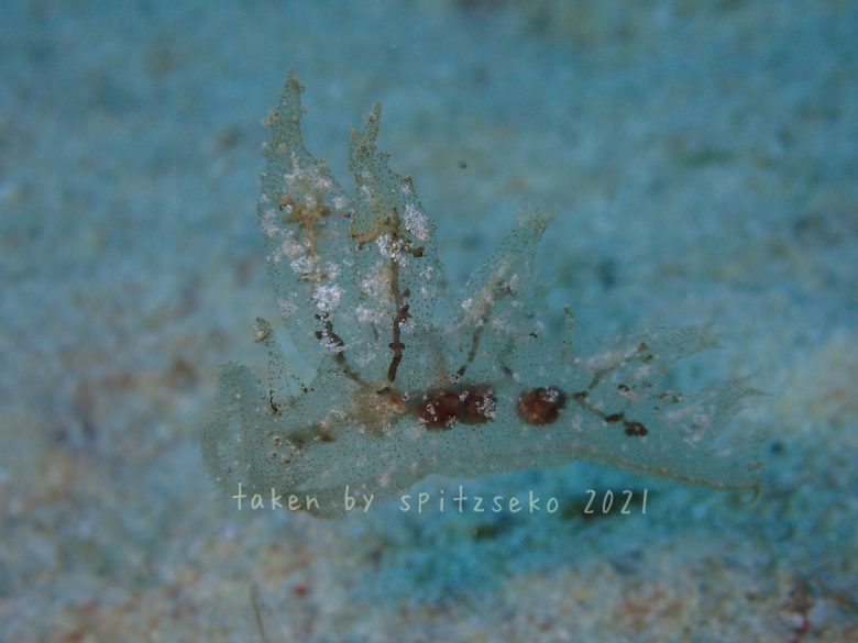 マツゲメリベウミウシ