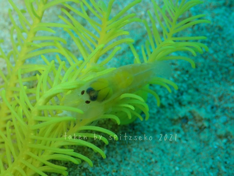 コマチテッポウエビ