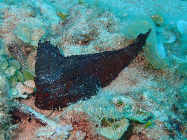 ツマジロオコゼ