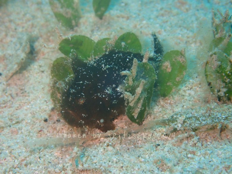 カエルアンコウ