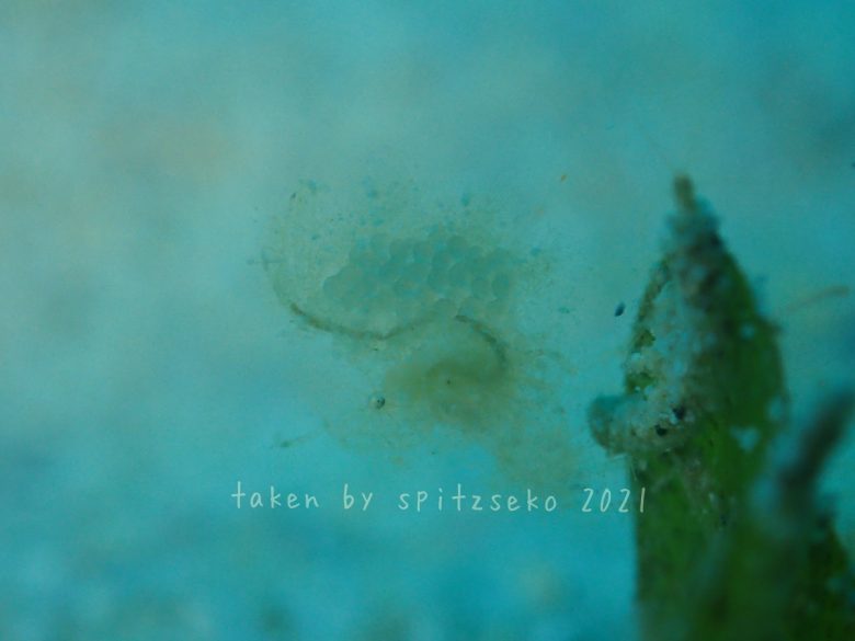 フィコカリス・シムランス抱卵中