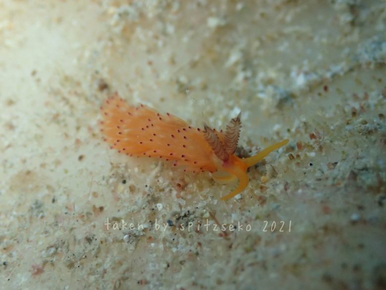 パスタチゴミノウミウシ