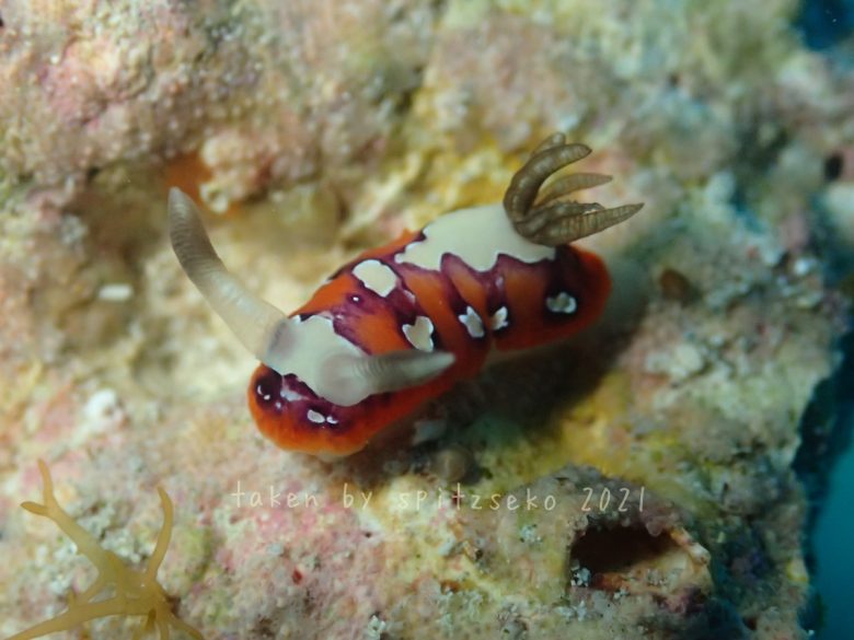 フジナミウミウシ