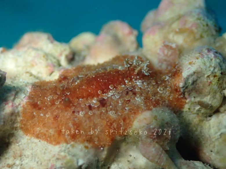 センリョウウミウシ