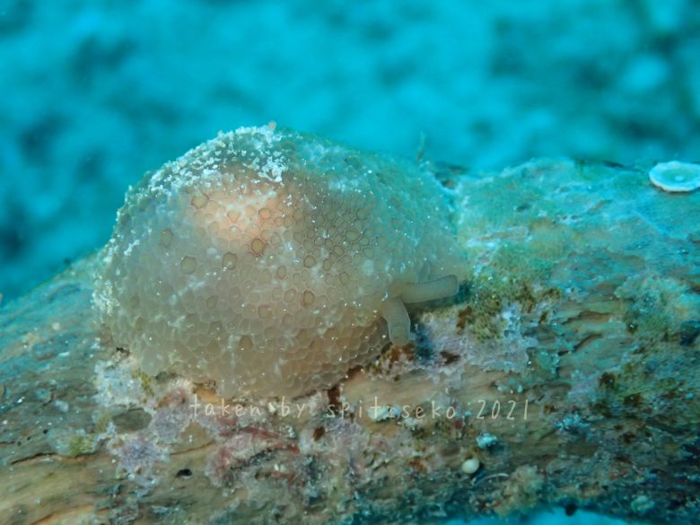 カメノコフシエラガイ