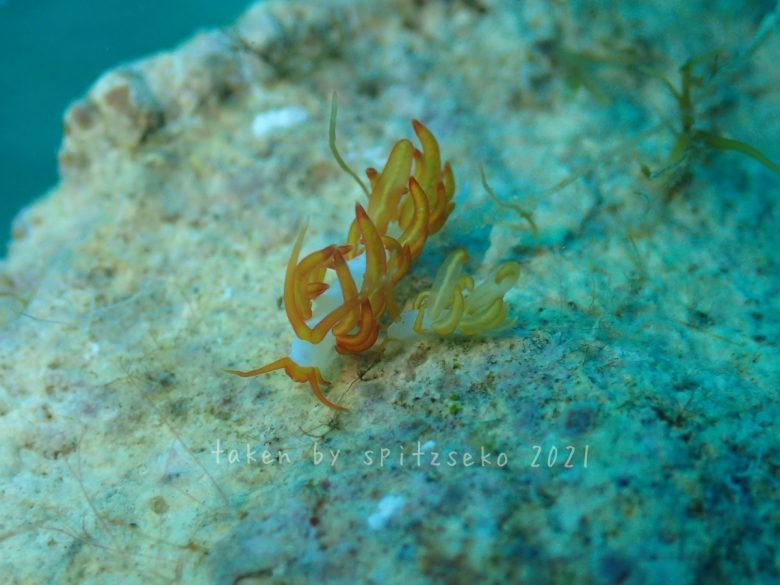 オレンジミノウミウシ