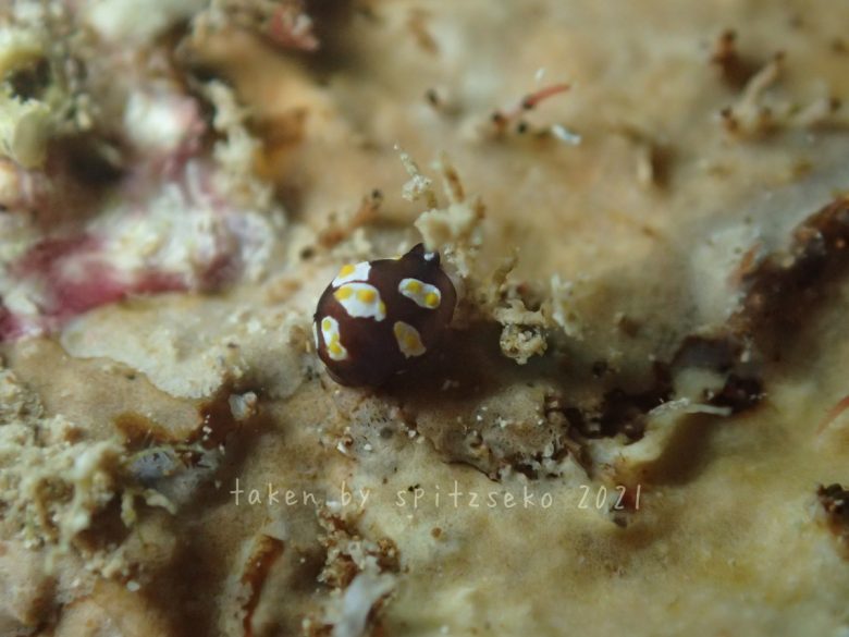 トンプソンアワツブガイ