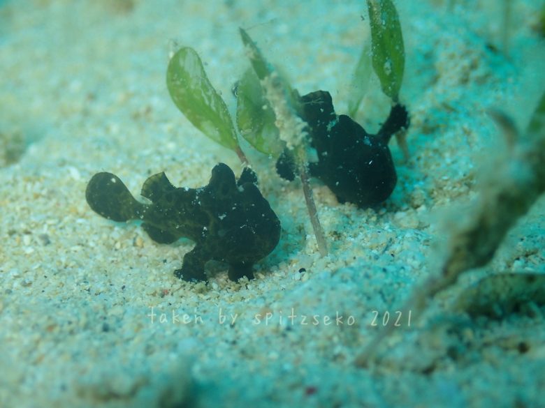 カエルアンコウの仲間