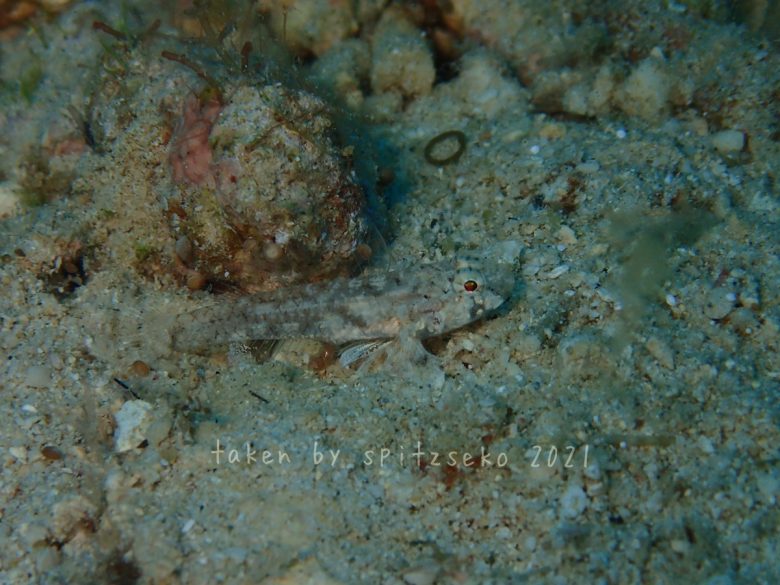 ヨリメハゼ属の一種