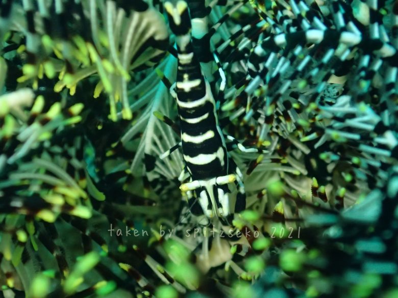 バサラカクレエビ?　ラオメネス・クラークイ?