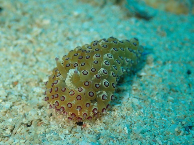 トゲトゲウミウシ