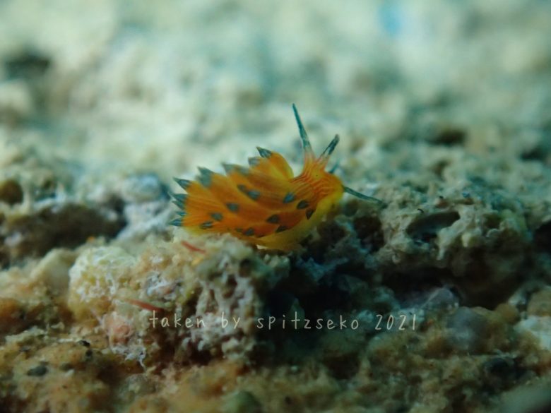 ホリミノウミウシ属の一種