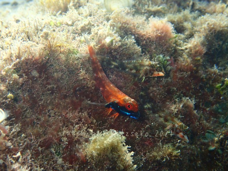 ヨゴレヘビギンポ