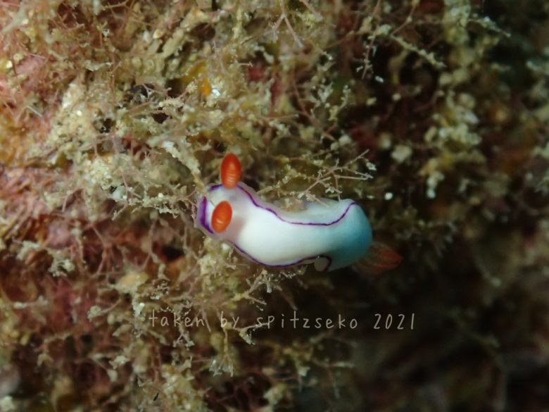 ダニエラエウミウシ