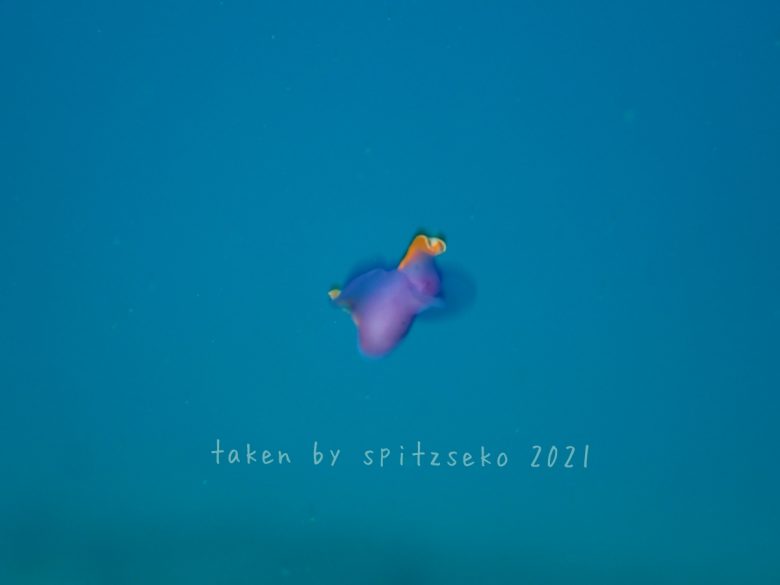 ムラサキウミコチョウ