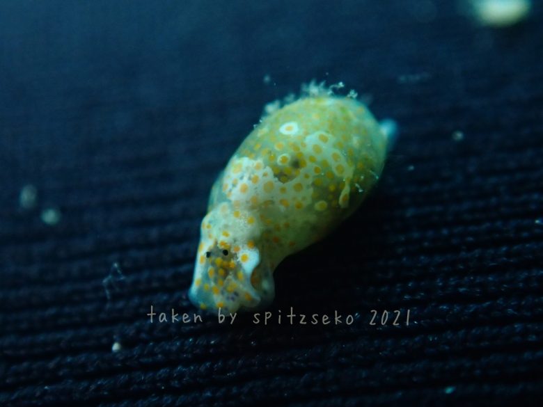 キホシミガキブドウガイ