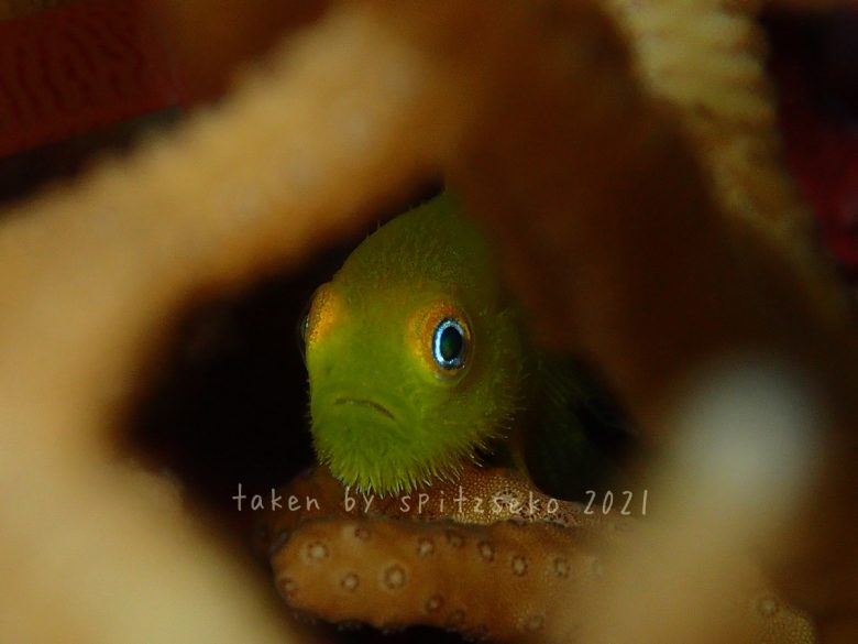 アカネダルマハゼ