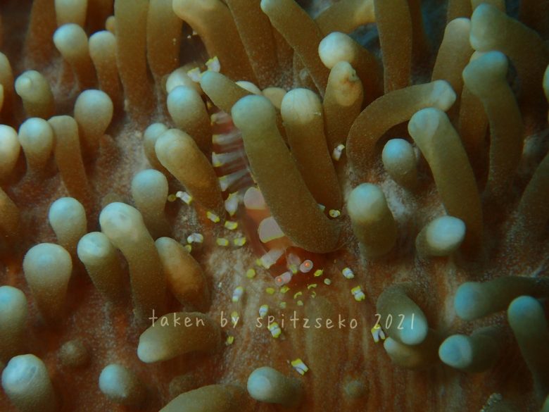 イソギンチャクモドキカクレエビ