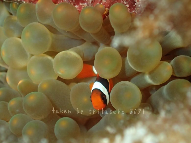 ハマクマノミ子供