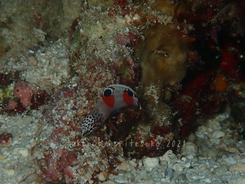 カンムリベラ子供