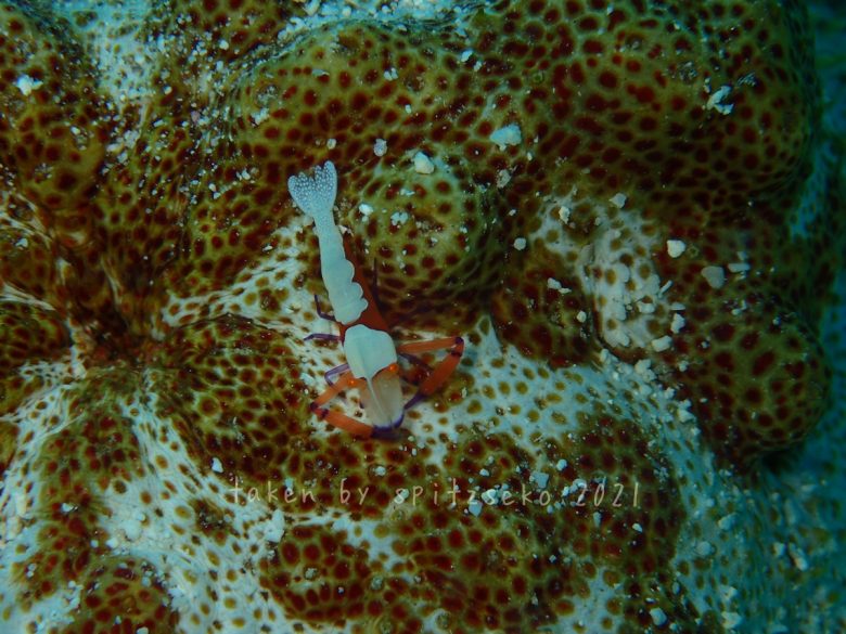 ウミウシカクレエビ