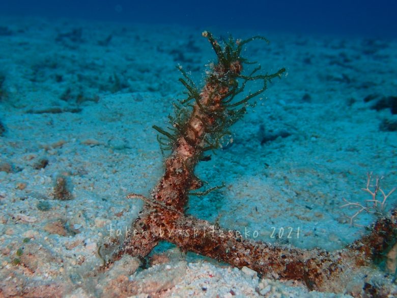 モズクとタツノハトコ