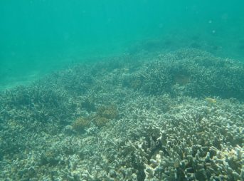 ユビエダハマサンゴがいっぱい