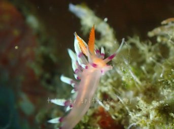 アデヤカミノウミウシ