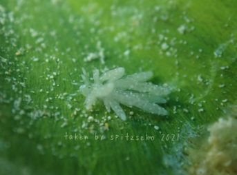 トモエミノウミウシ属の一種