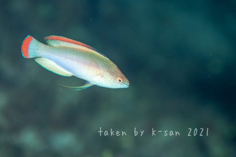 ベニヒレイトヒキベラ