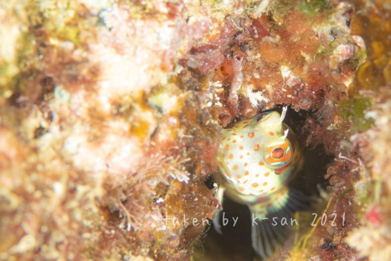 モンツキカエルウオ