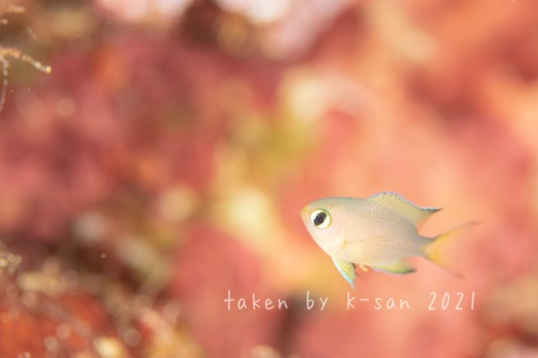 ヒレグロスズメダイ