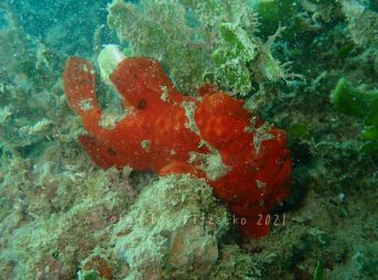 オオモンカエルアンコウ