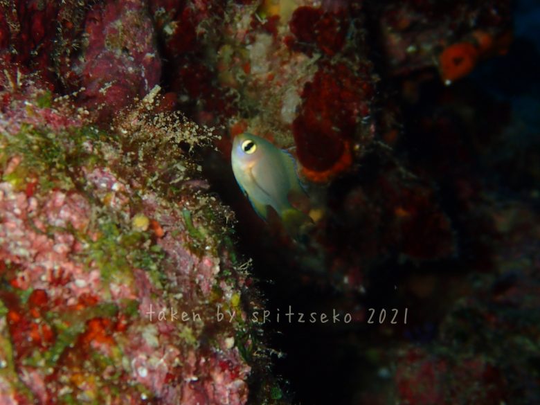 ヒレグロスズメダイ