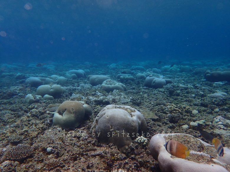 浅瀬のサンゴ、白化してる……