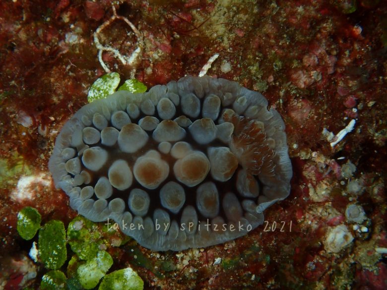 コウシンウミウシ