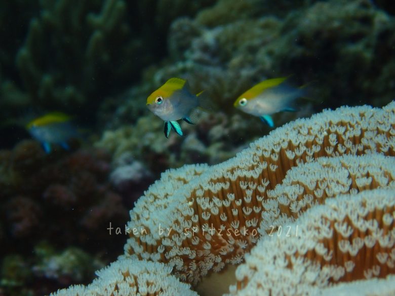 クロスズメダイ