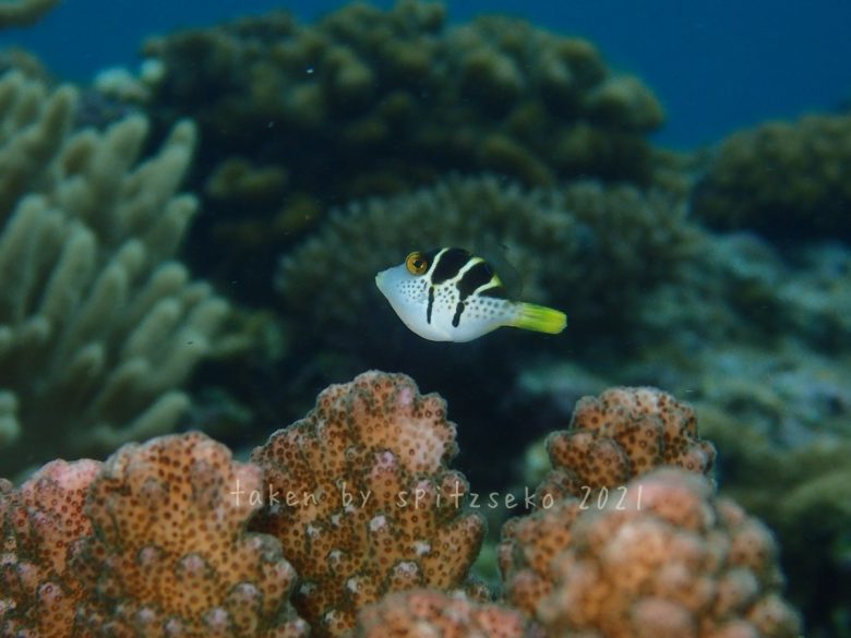 シマキンチャクフグ