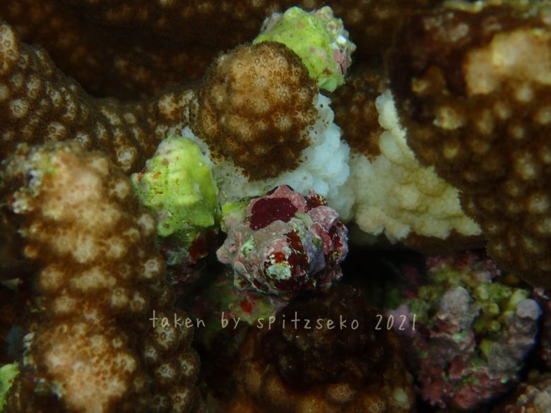 シロレイシガイダマシ