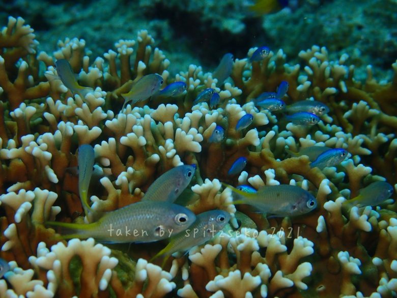 キホシスズメダイ