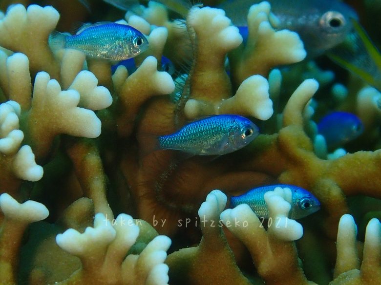 デバスズメダイ